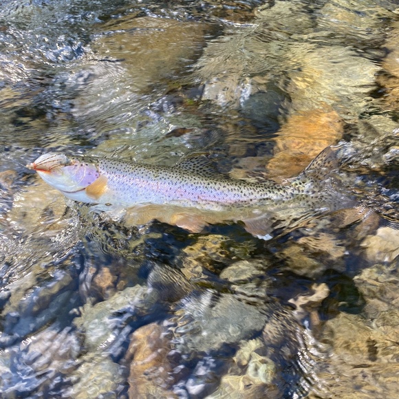 troutslayer007